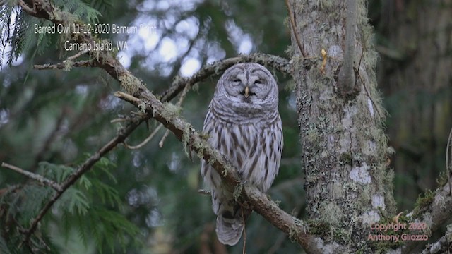 Barred Owl - ML279562241