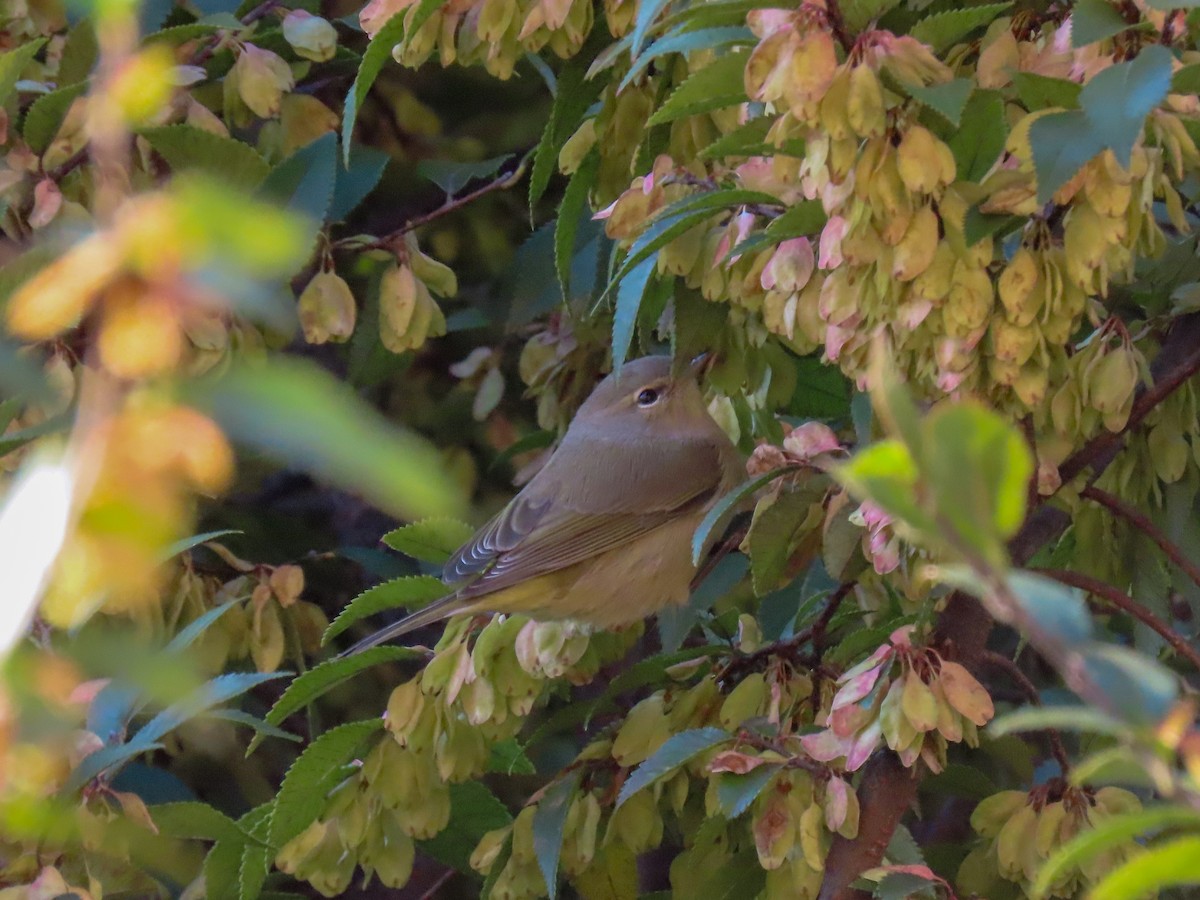 Orange-crowned Warbler - ML279563651