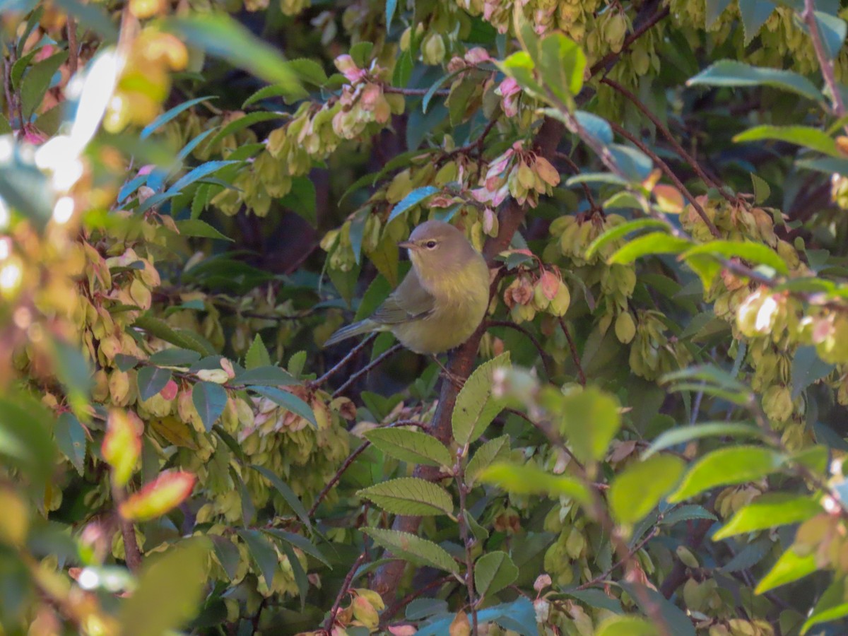 Orange-crowned Warbler - Alina Martin