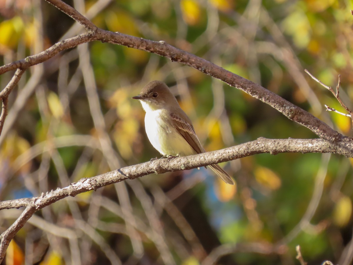 Eastern Phoebe - ML279564111