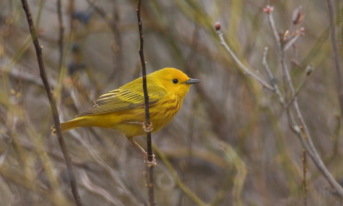 Yellow Warbler - ML27956471