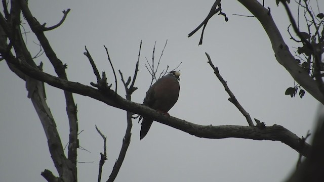 Common Bronzewing - ML279568901