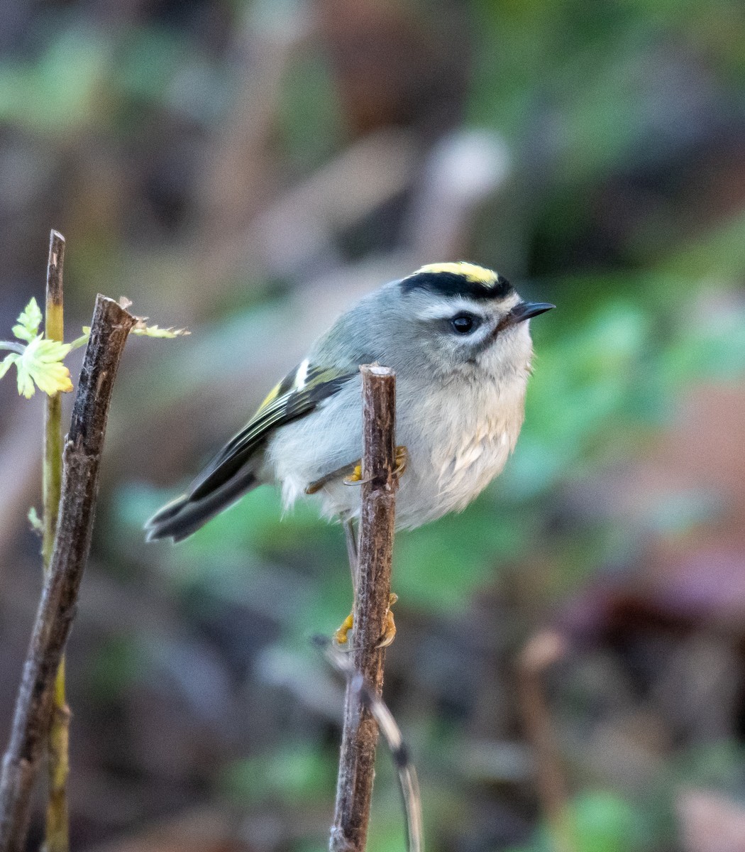 Golden-crowned Kinglet - ML279569261