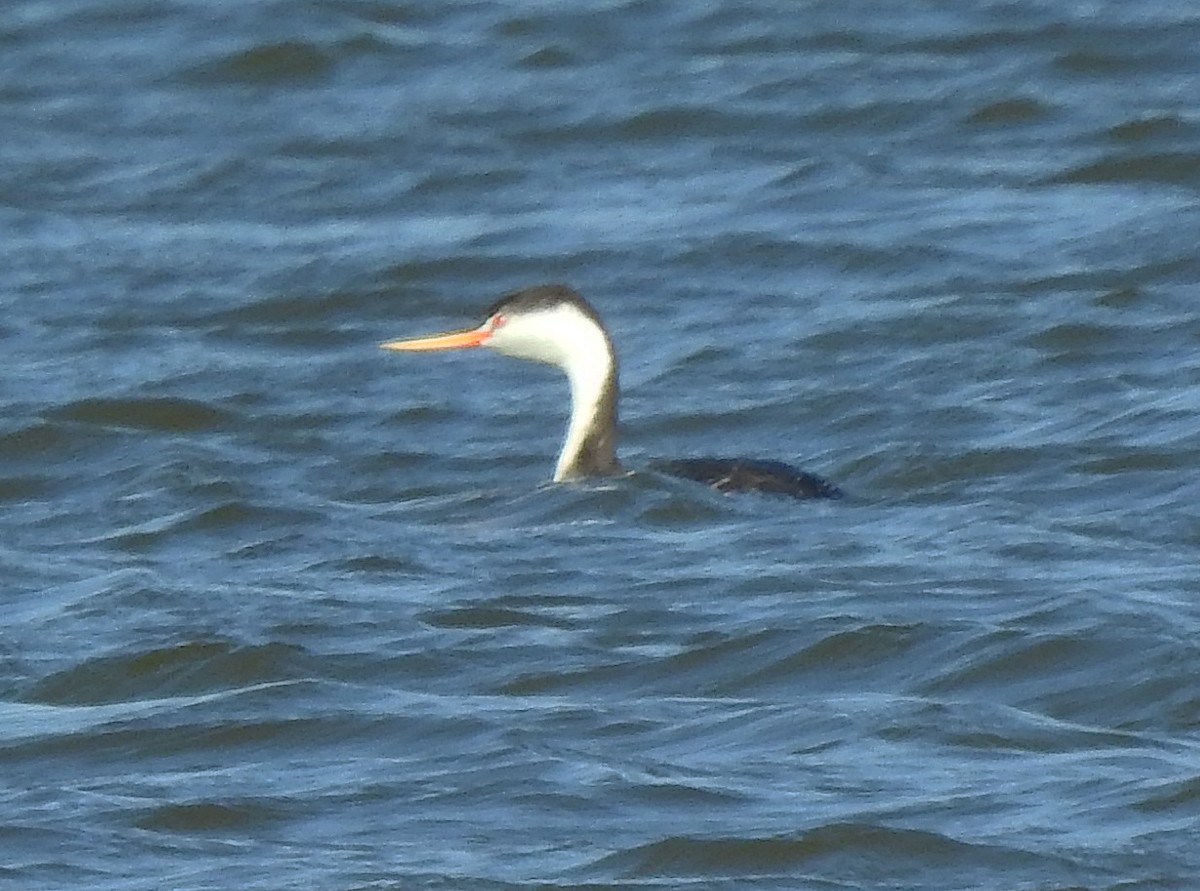 Clark's Grebe - Joe Grzybowski