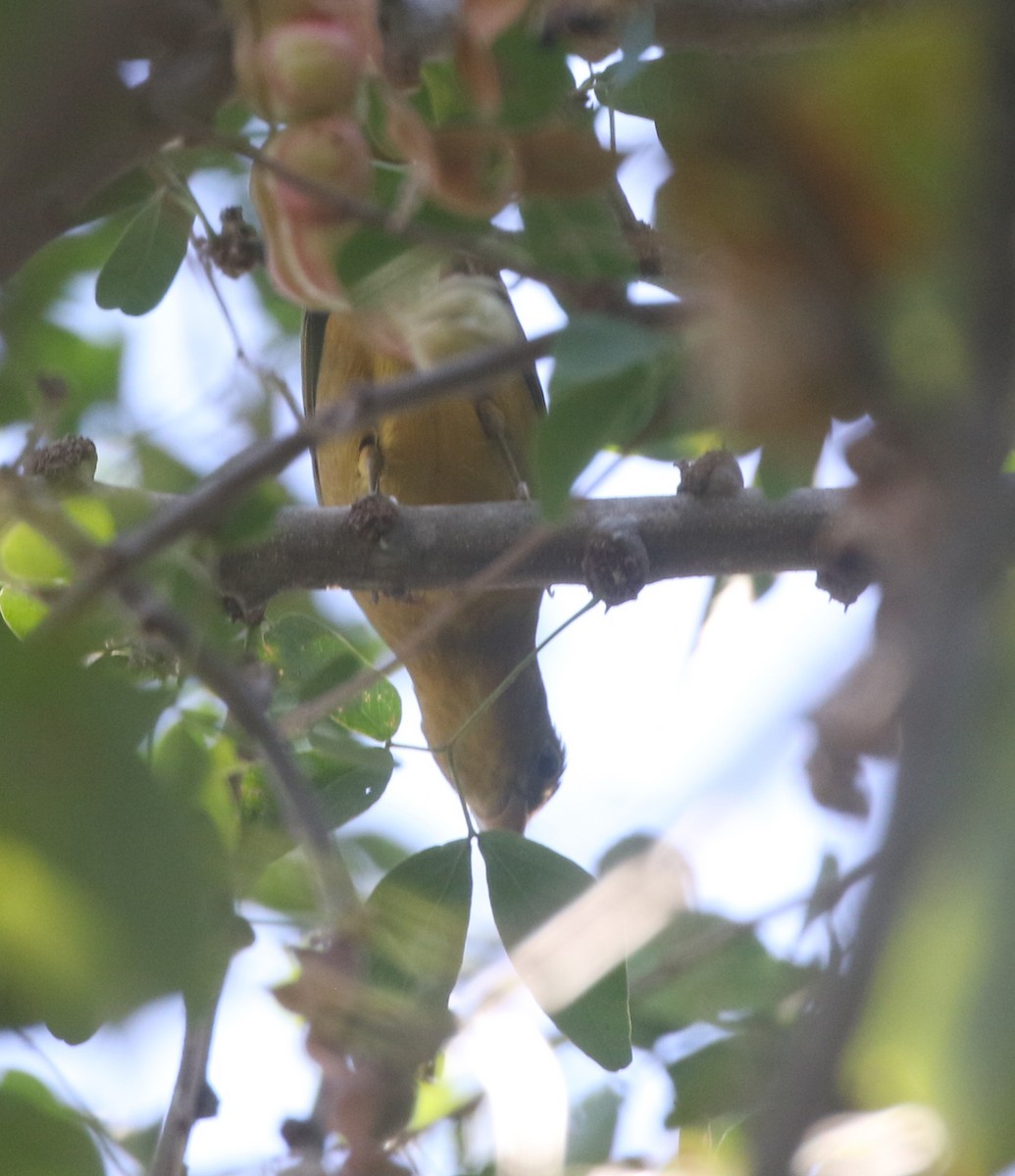 Summer Tanager - ML279569591