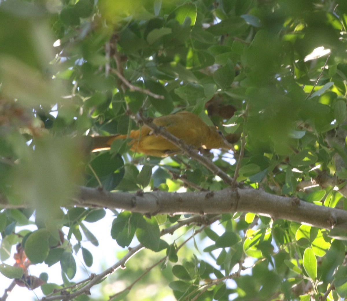 Summer Tanager - ML279569631