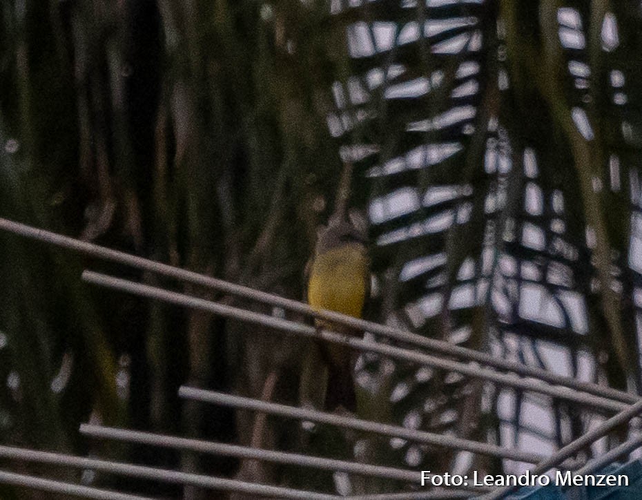 Tropical Kingbird - ML279572041