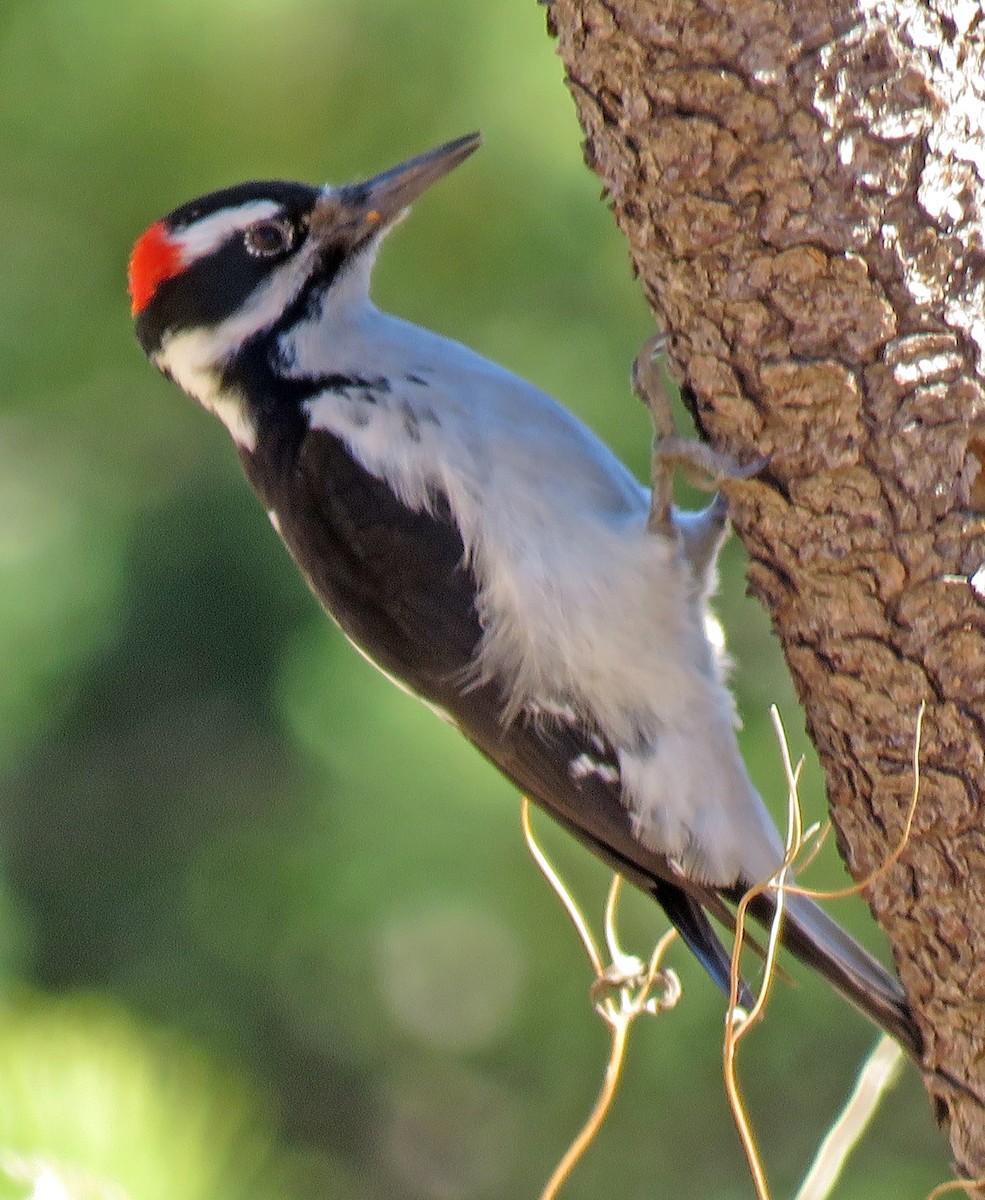 Hairy Woodpecker - Diane Drobka