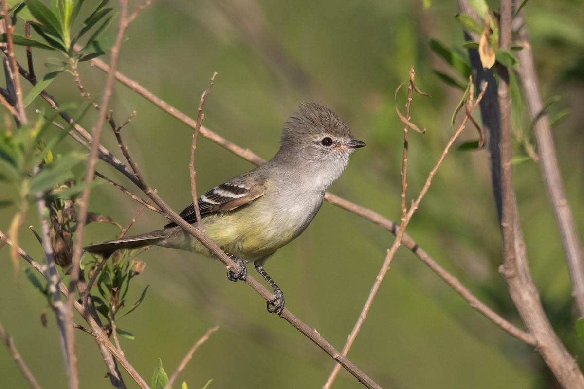 Southern Scrub-Flycatcher - ML279573821