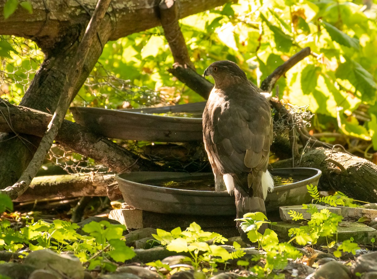 Cooper's Hawk - Marianne Taylor