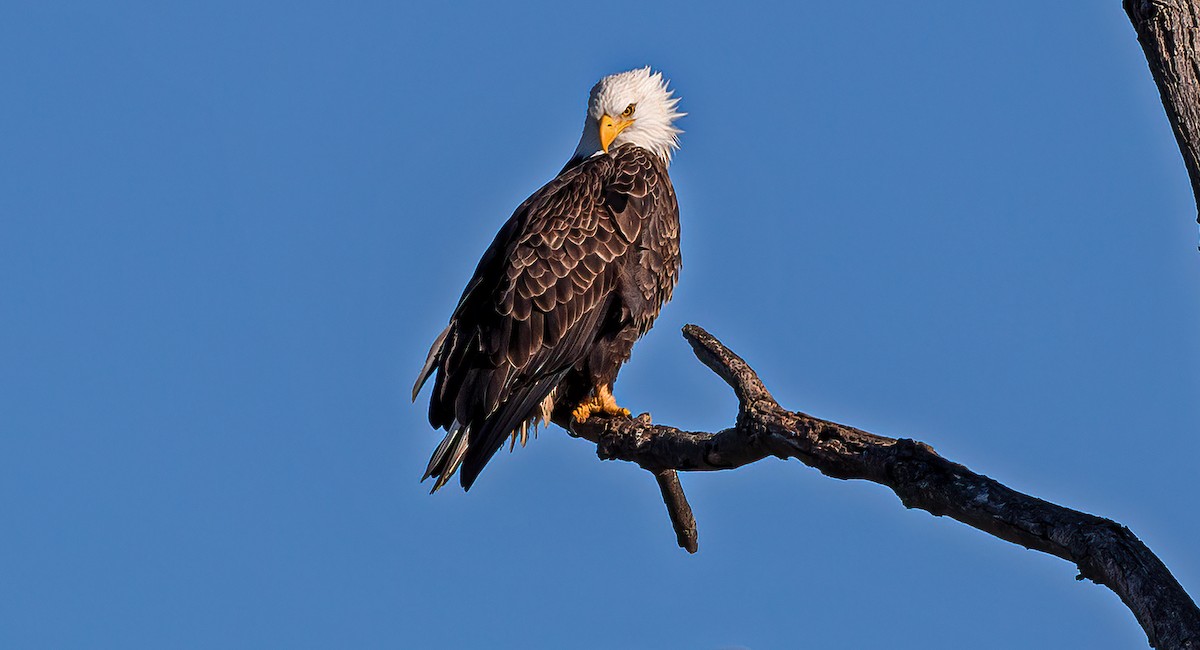 Weißkopf-Seeadler - ML279575931