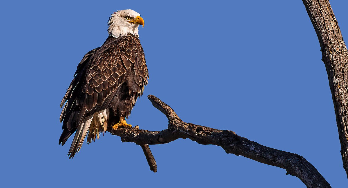 Bald Eagle - Garry  Sadler