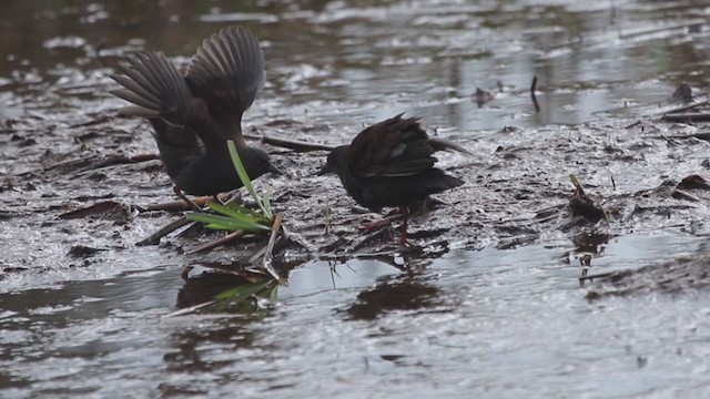 ミナミクロクイナ - ML279576541