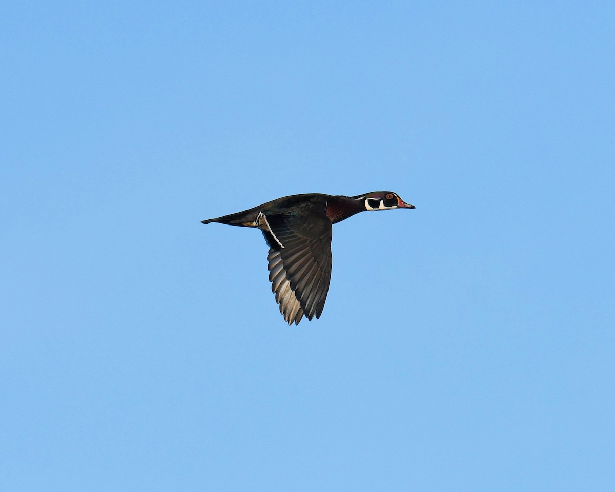 Wood Duck - ML279577671