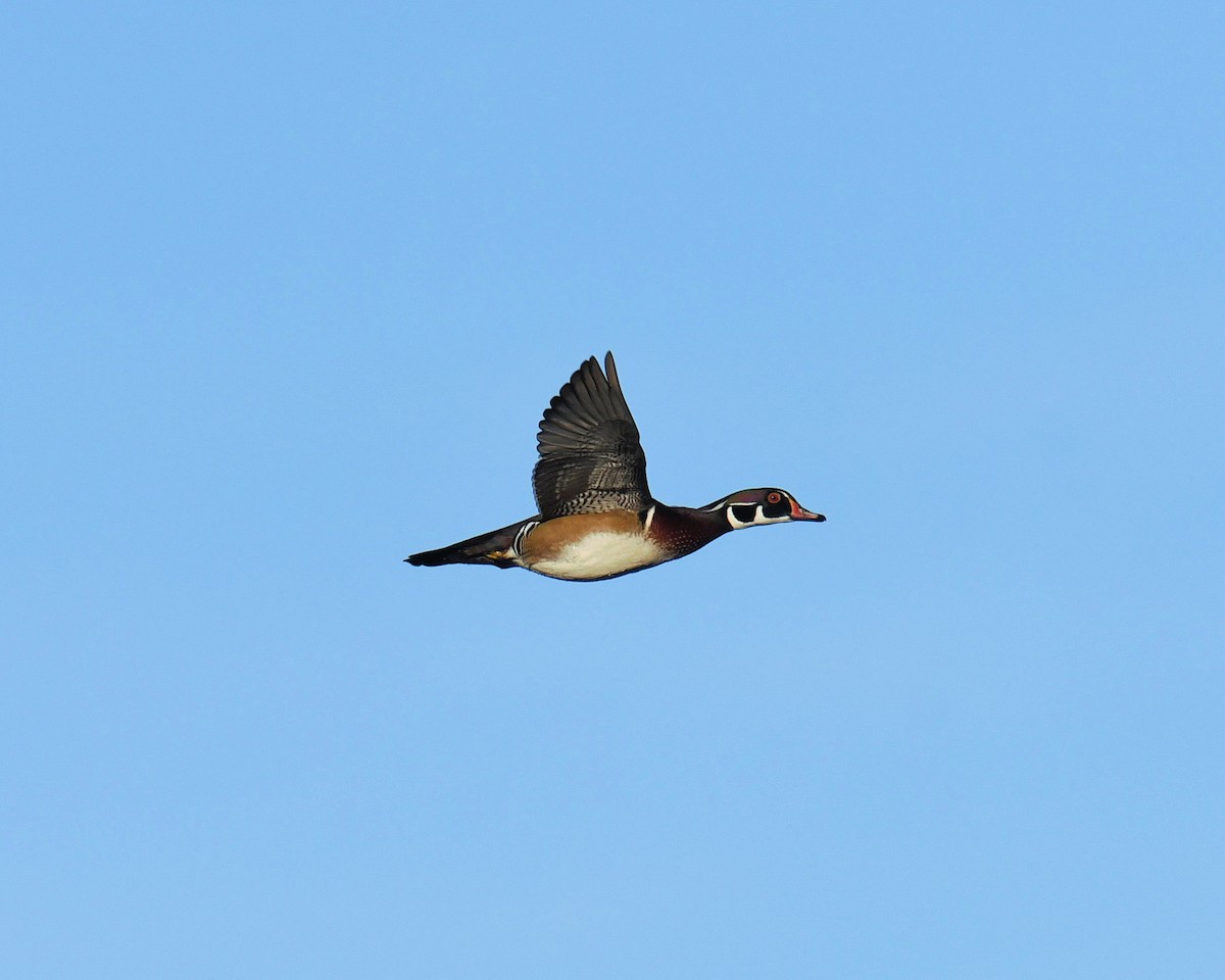 Wood Duck - ML279577681