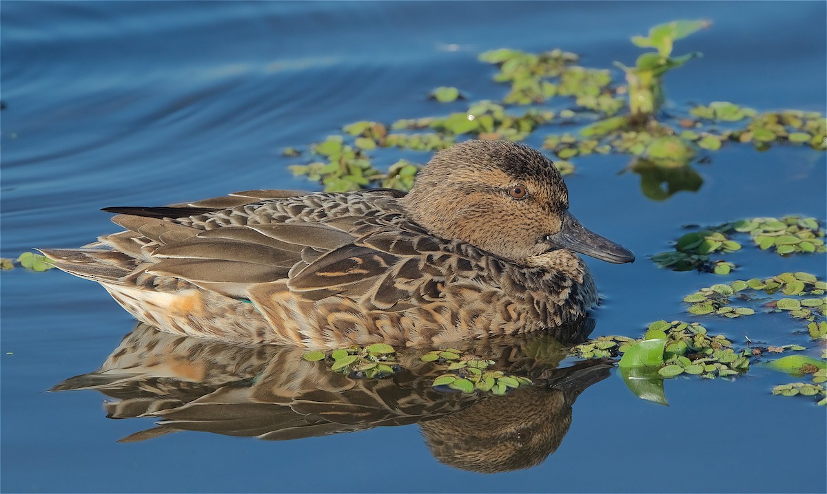 Green-winged Teal - Harlan Stewart