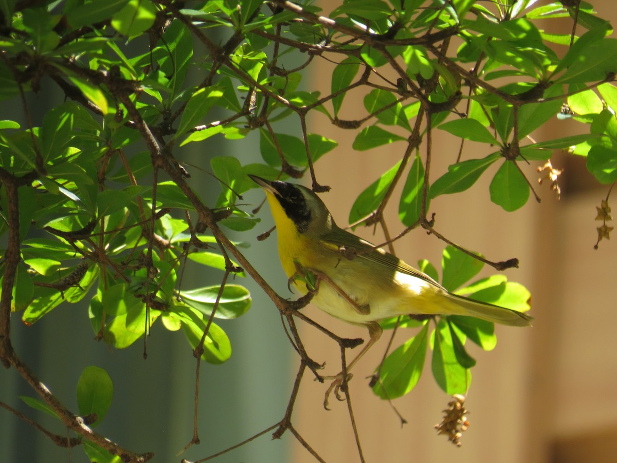 Common Yellowthroat - ML27958241