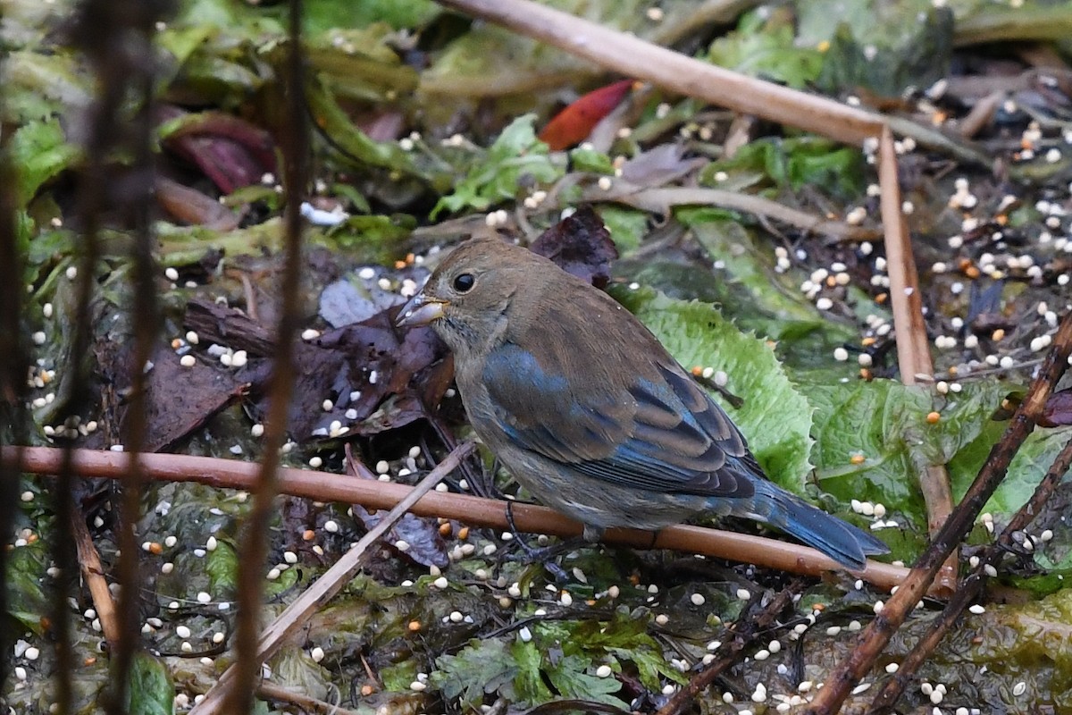 Indigo Bunting - Steve Heinl