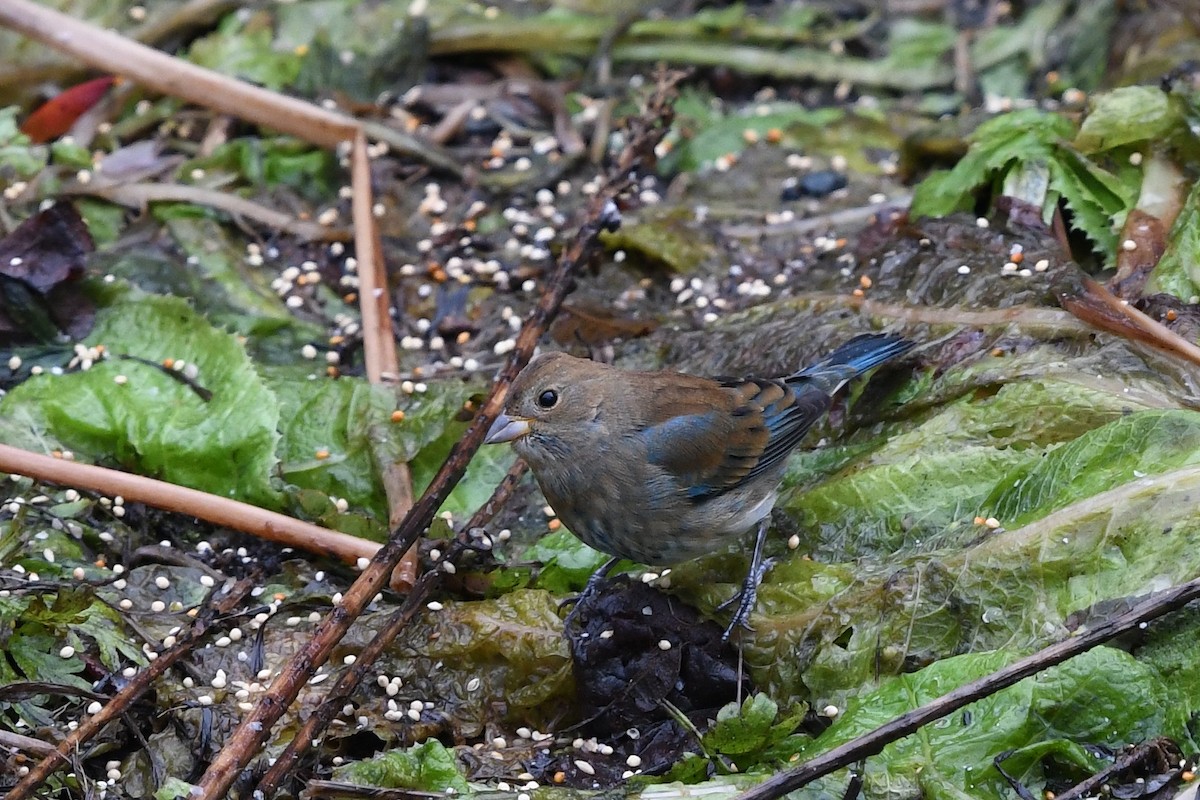 Indigo Bunting - Steve Heinl