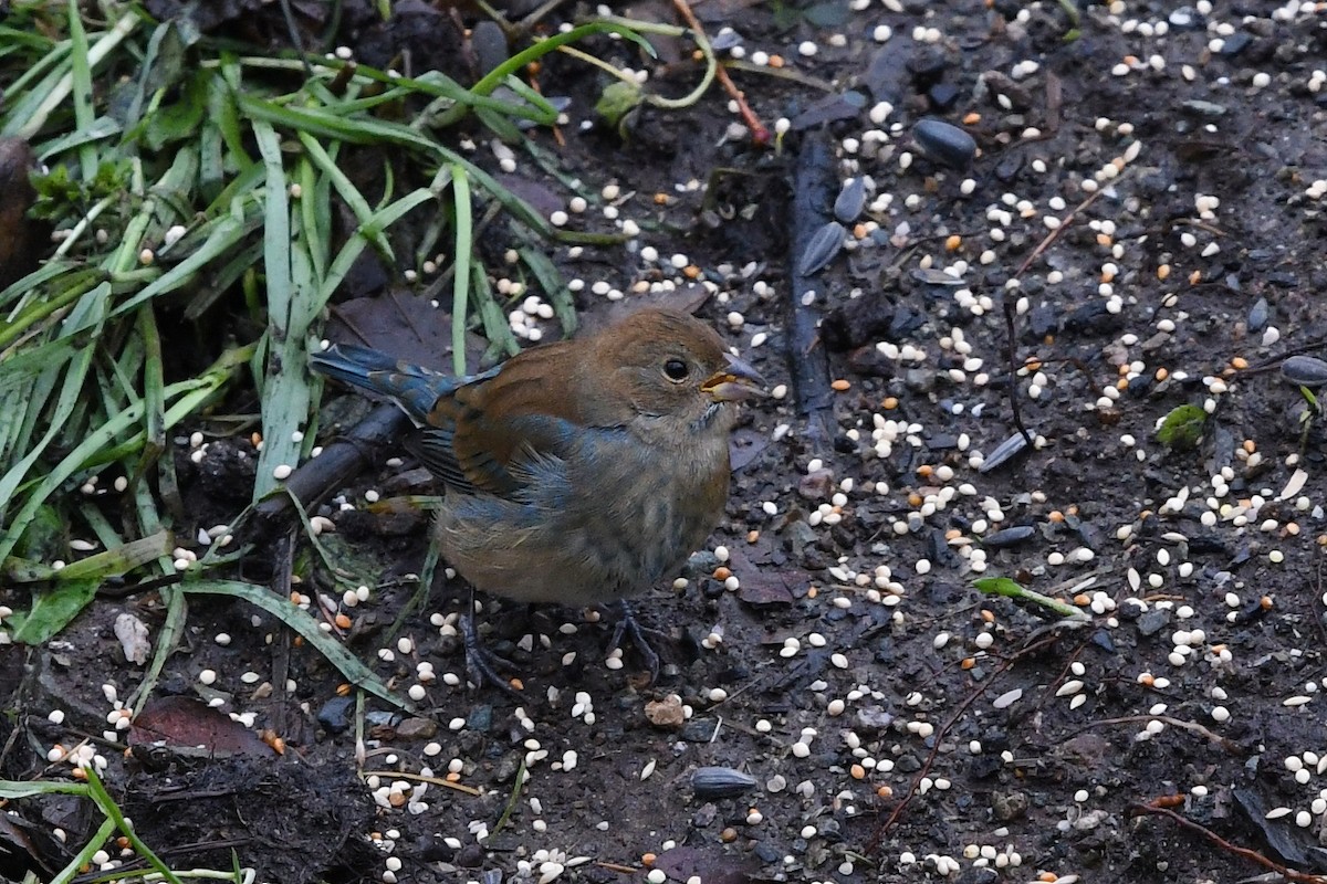 Indigo Bunting - Steve Heinl