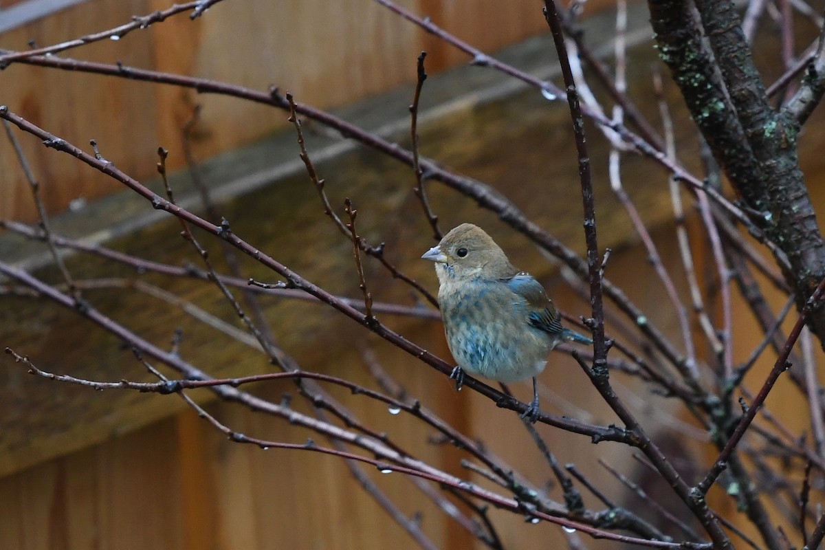 Indigo Bunting - Steve Heinl