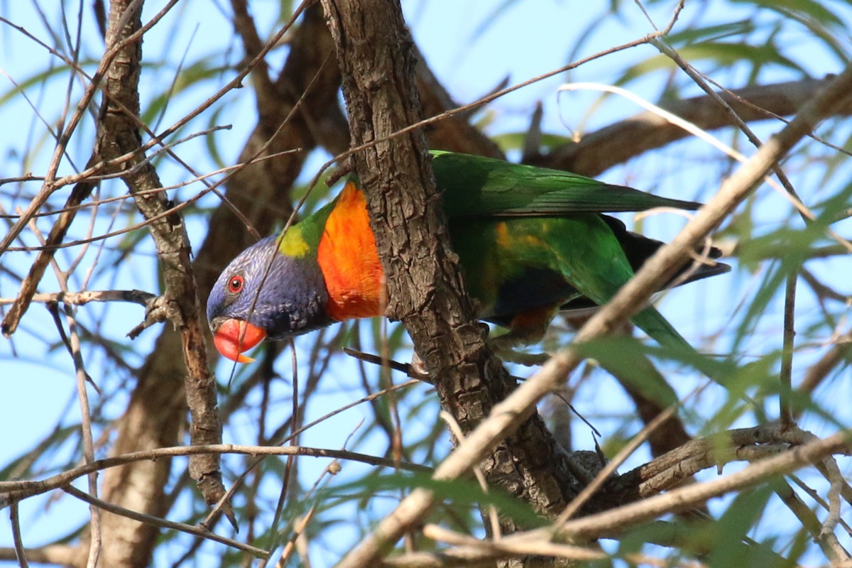 Rainbow Lorikeet - ML279587041