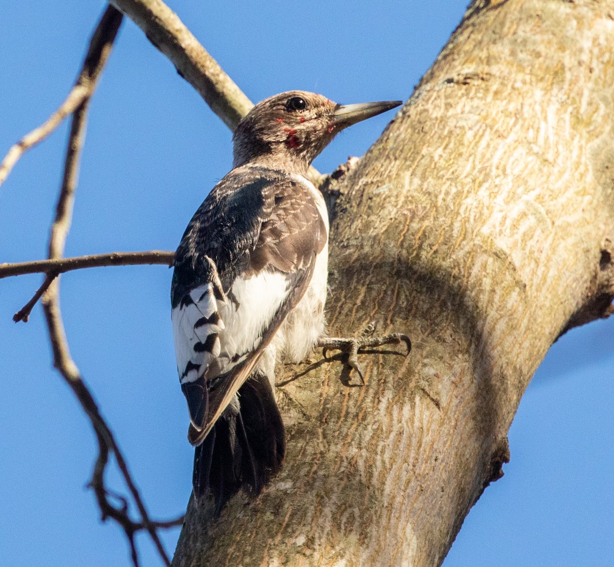Red-headed Woodpecker - ML279587701