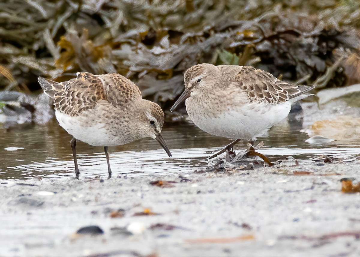 White-rumped Sandpiper - Luc Tremblay