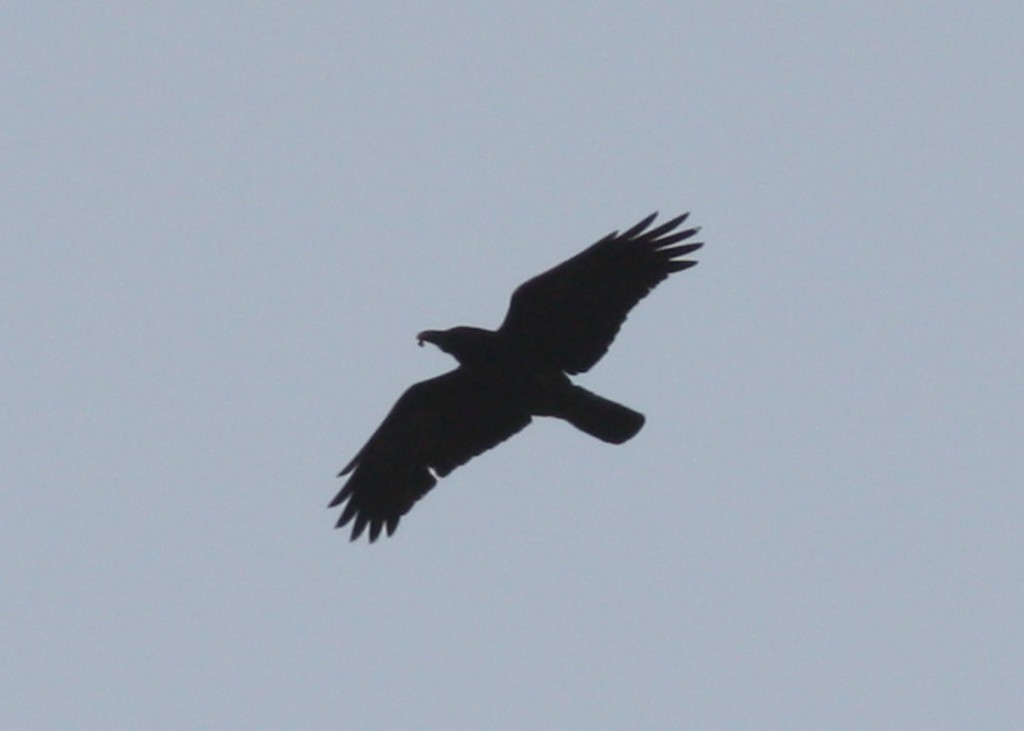 Large-billed Crow - ML279589281