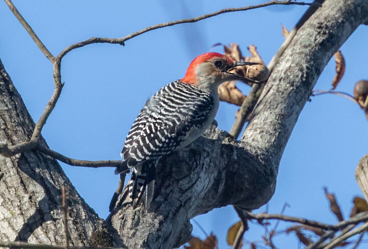 Red-bellied Woodpecker - ML279590101