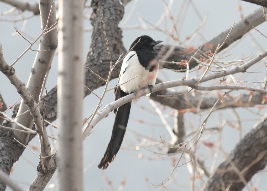 Oriental Magpie - ML279590621