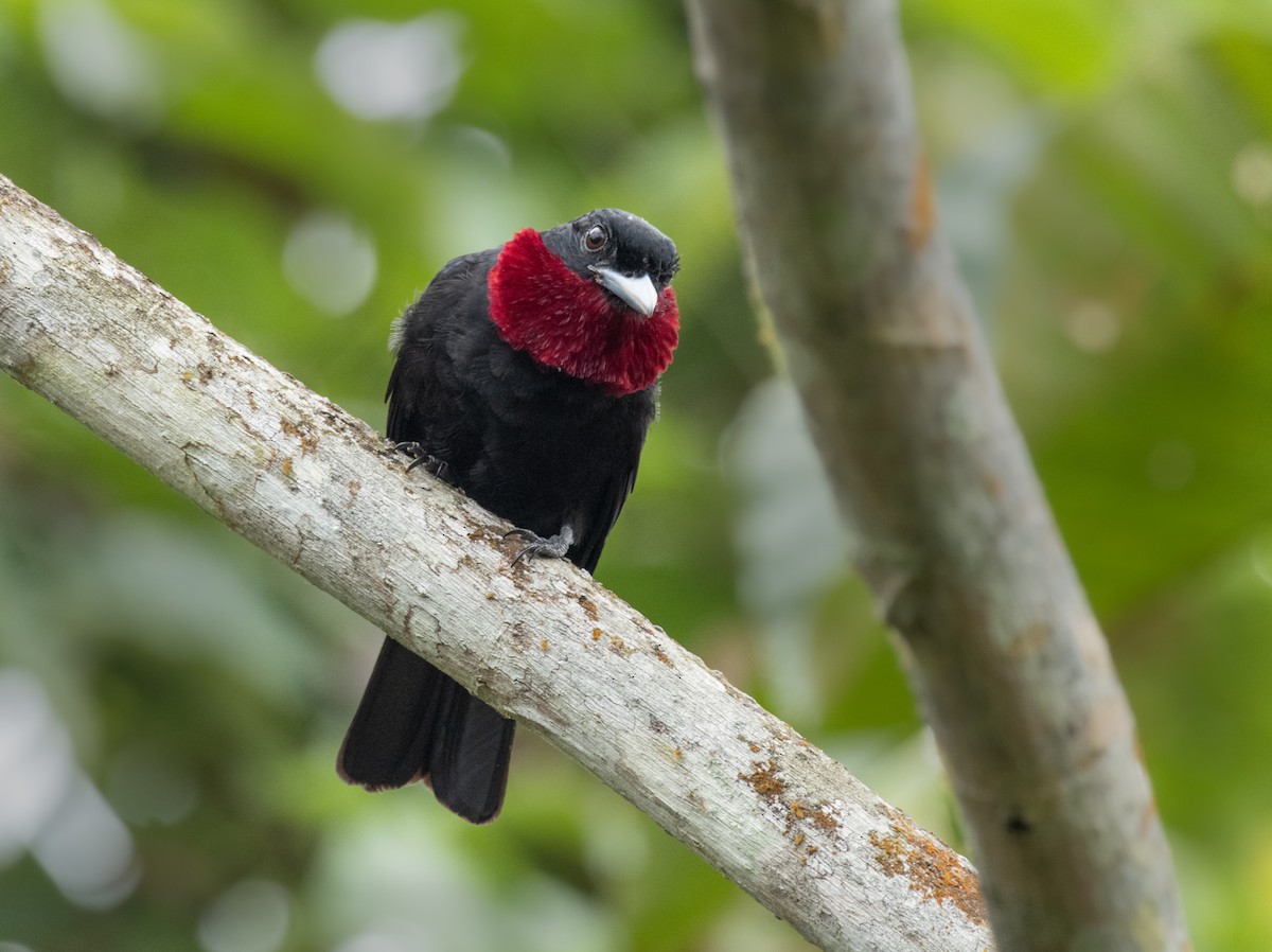 Purple-throated Fruitcrow - Alex Luna