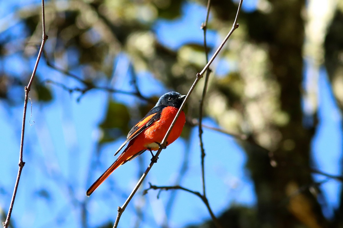 Long-tailed Minivet - Morten Lisse