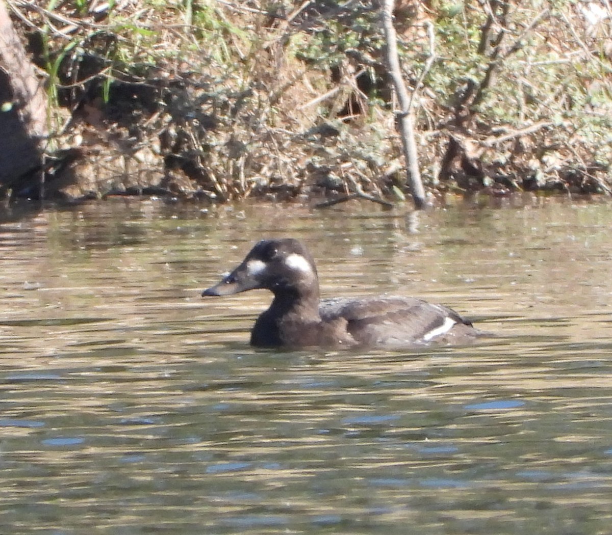 White-winged Scoter - Annette Daughdrill