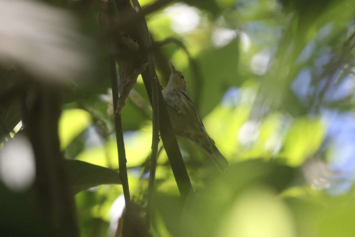 Black-and-white Warbler - ML279592761