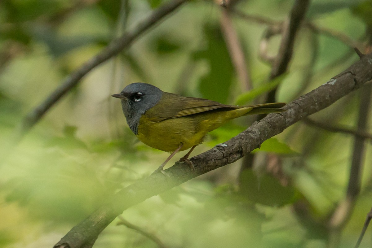 MacGillivray's Warbler - ML27959431