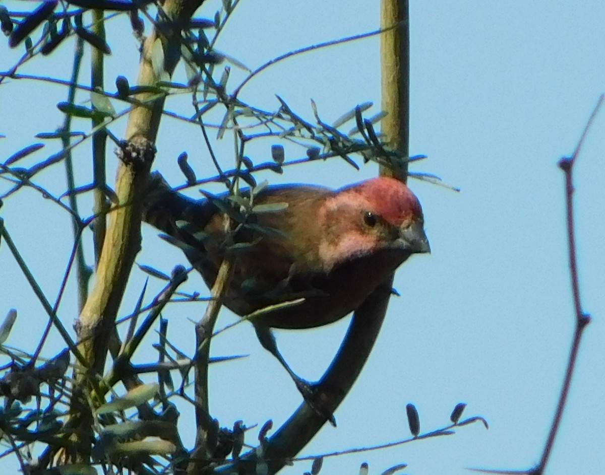 purpurfink (californicus) - ML279596671