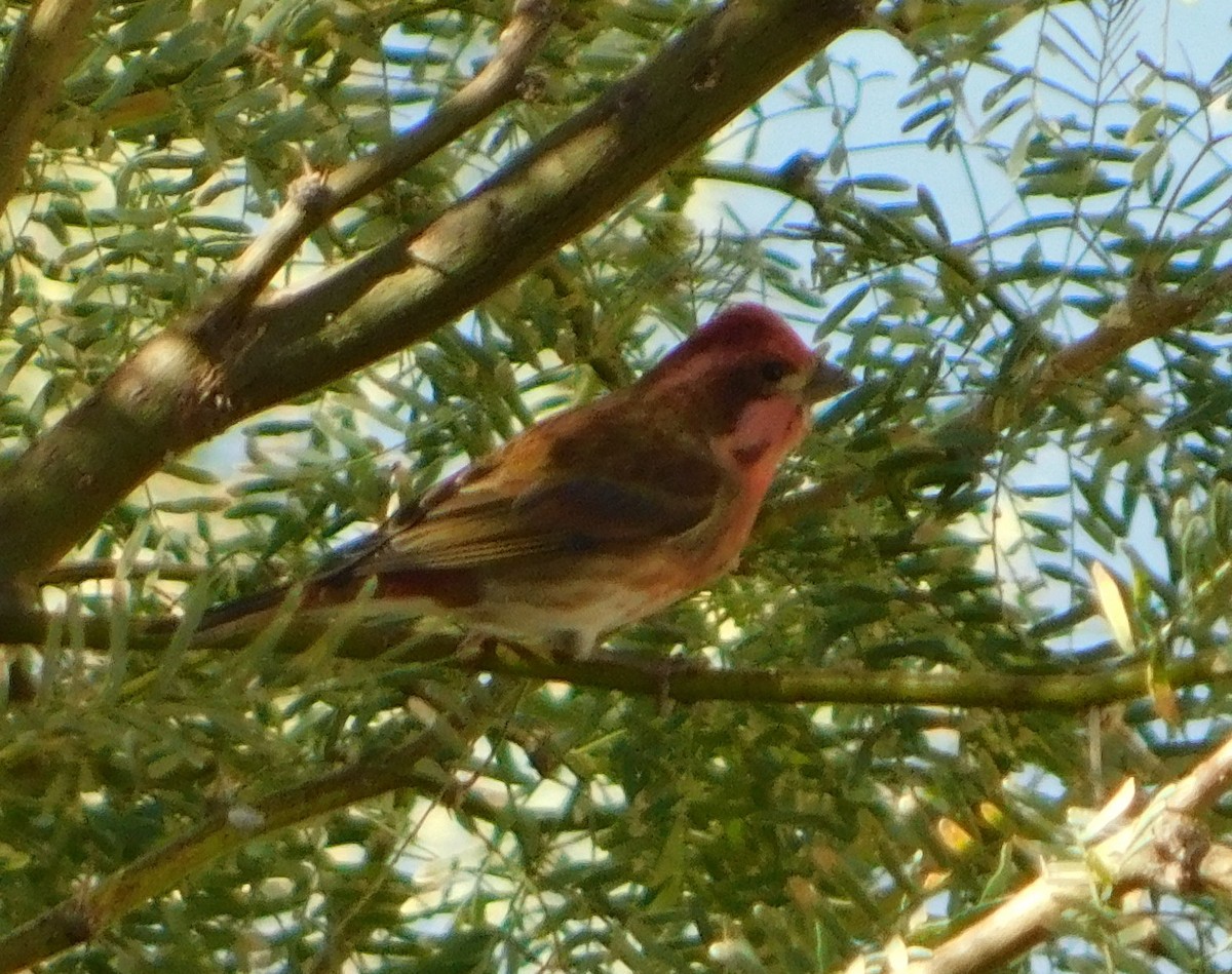 purpurfink (californicus) - ML279596861