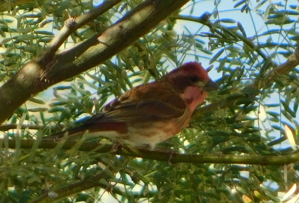 purpurfink (californicus) - ML279596891
