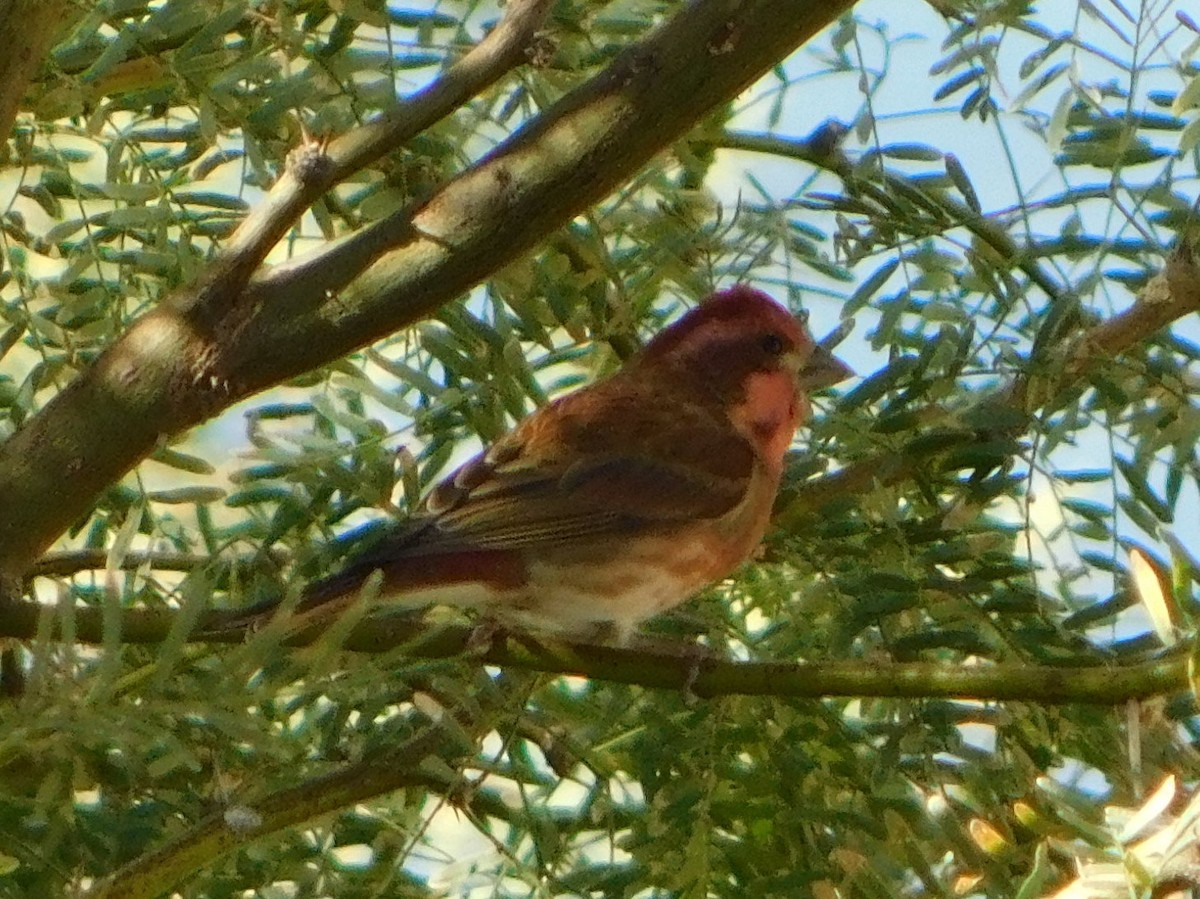purpurfink (californicus) - ML279596901