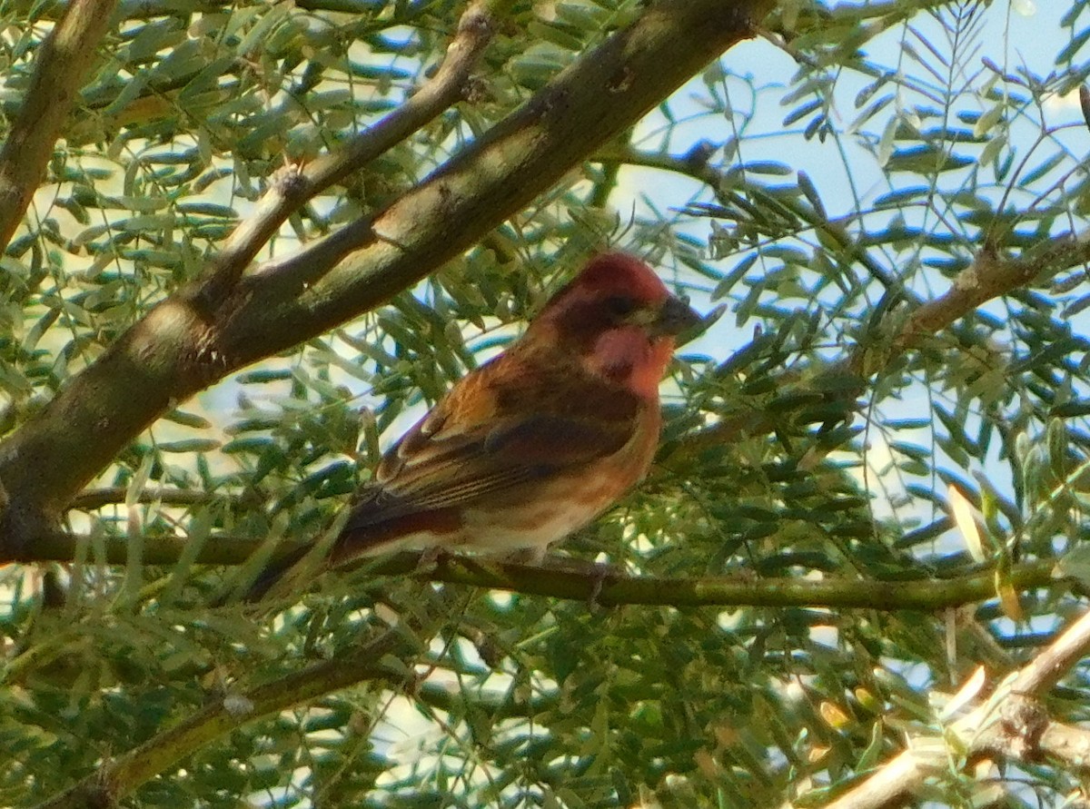 purpurfink (californicus) - ML279596911