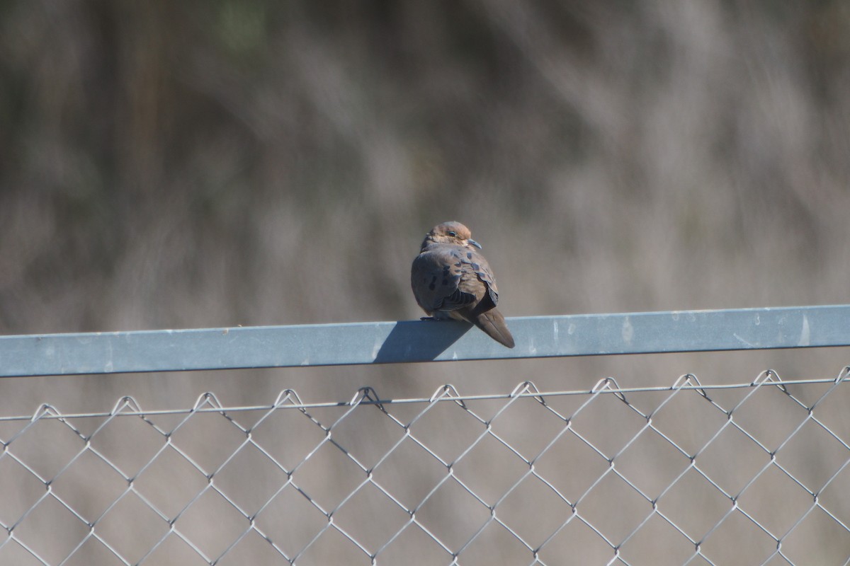 Mourning Dove - ML27959761