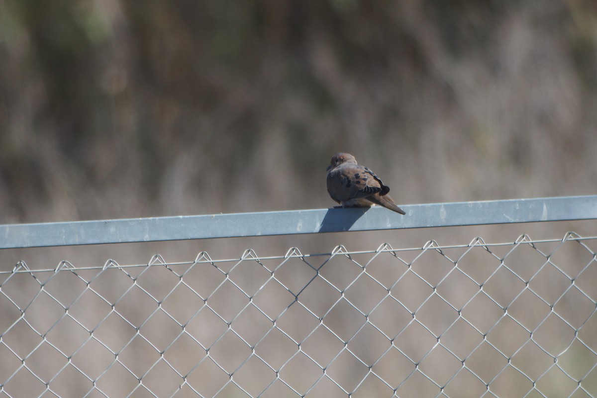 Mourning Dove - ML27959771