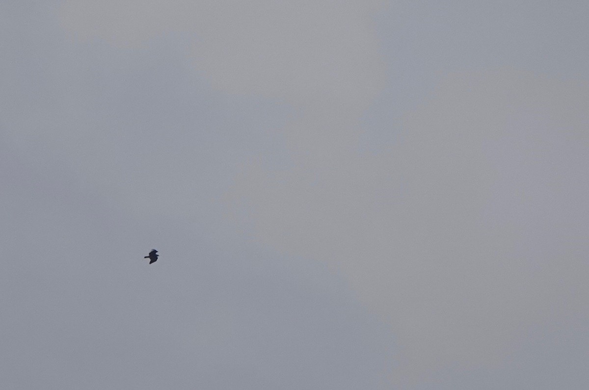 Greater Spotted Eagle - ML279598181