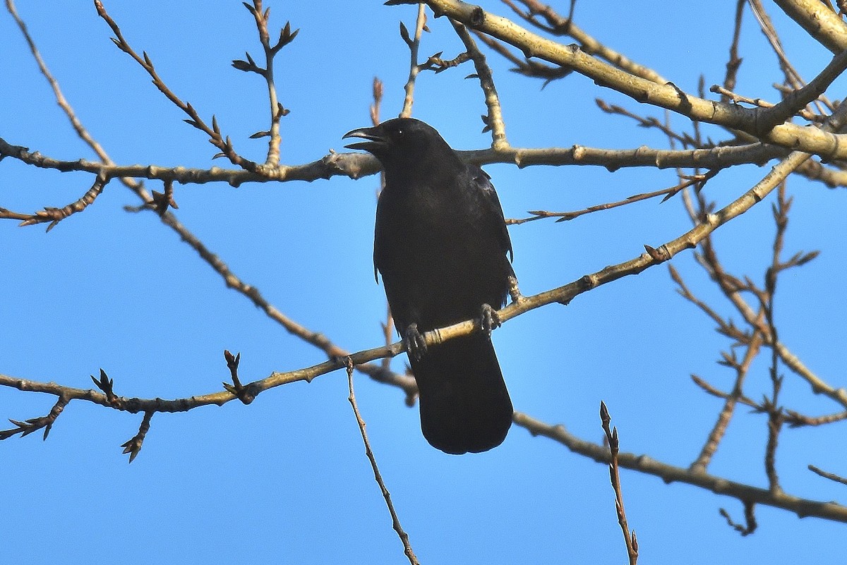 American Crow - Gigi A