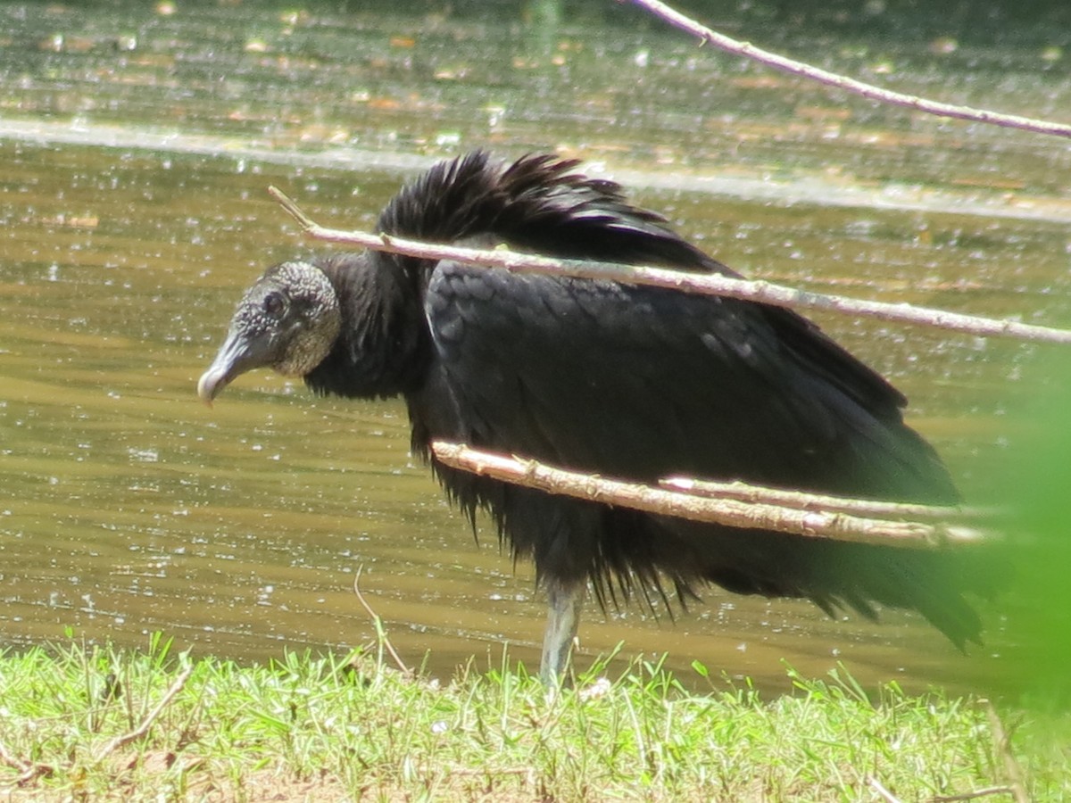 Black Vulture - ML27960081