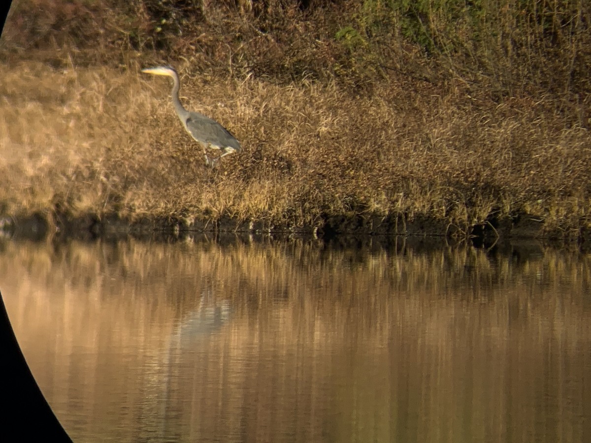 Great Blue Heron - ML279602571