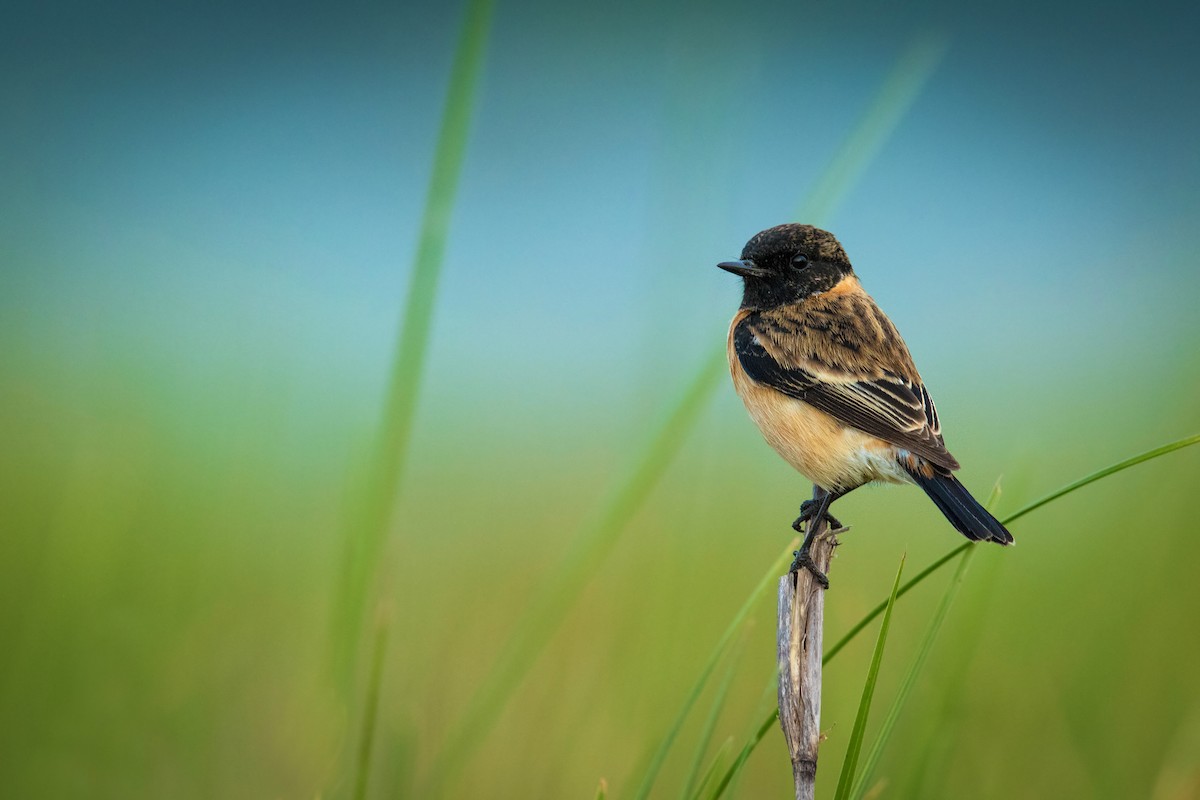 Tarabilla Siberiana - ML279605431