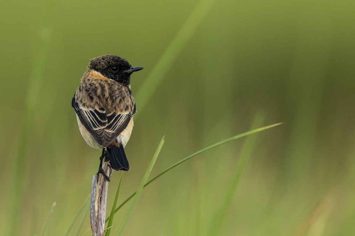 Tarabilla Siberiana - ML279607701