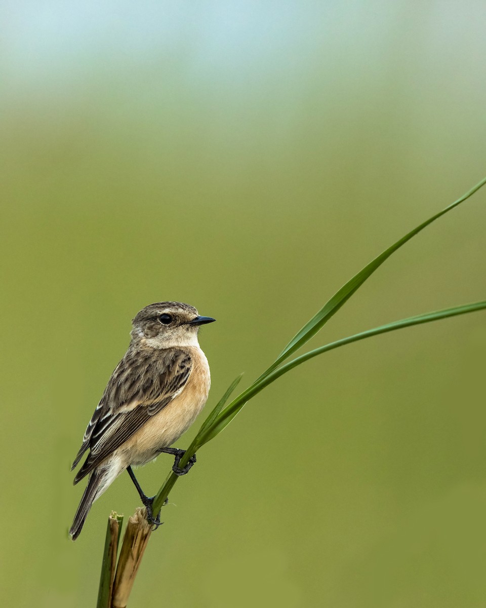 Tarabilla Siberiana - ML279607711